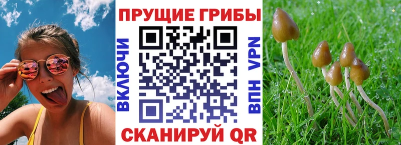 где продают   Шахунья  кракен ССЫЛКА  Галлюциногенные грибы ЛСД 